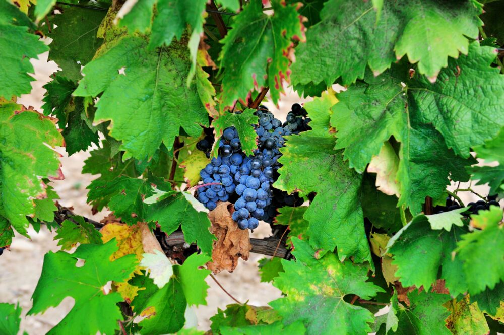 Descubre Rioja Alta y Briones de la mano de Bodegas Betolaza 2